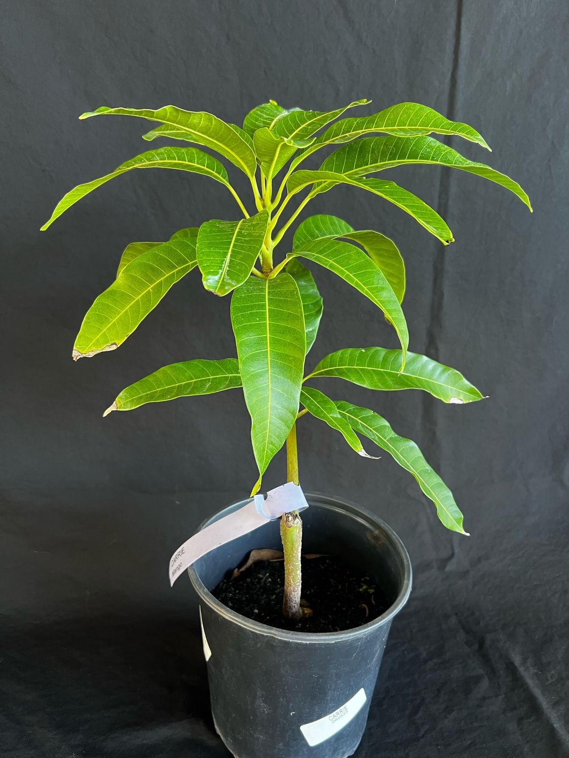 Mango - Carrie (Mangifera indica), 1 Gal
