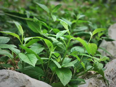 Spinach - Longevity (Gynura procumbens) 1 Gal