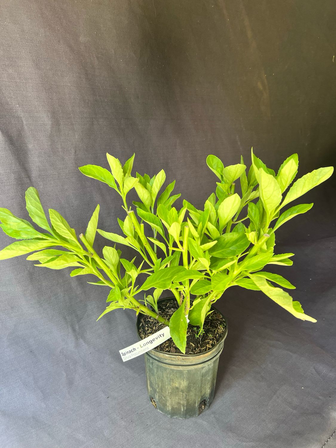 Spinach - Longevity (Gynura procumbens) 1 Gal