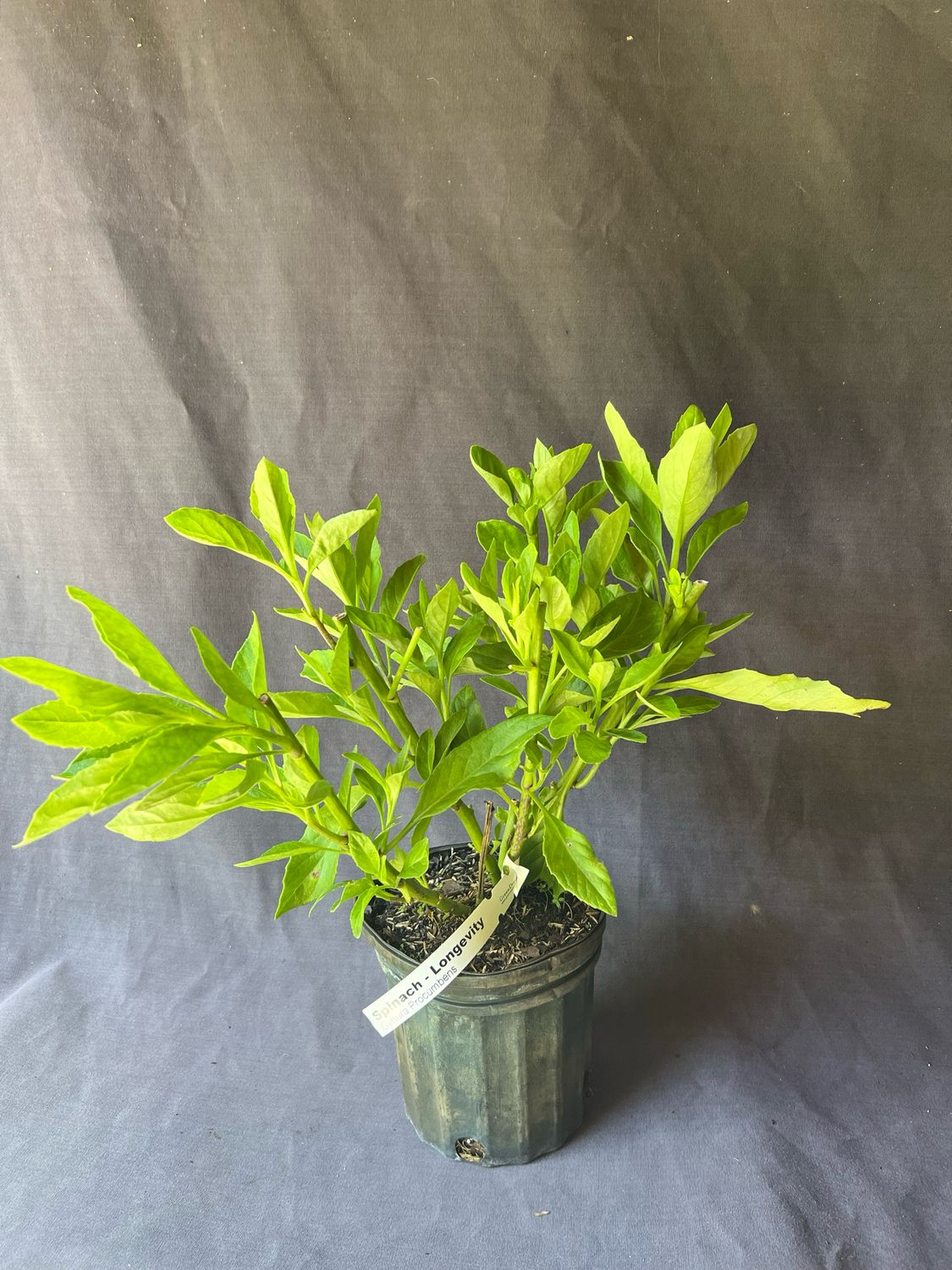 Spinach - Longevity (Gynura procumbens) 1 Gal