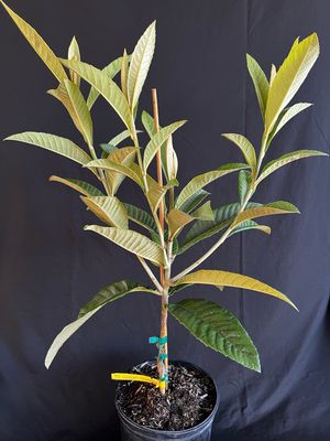 Loquat - Champagne (Eriobotrya japonica) 3G
