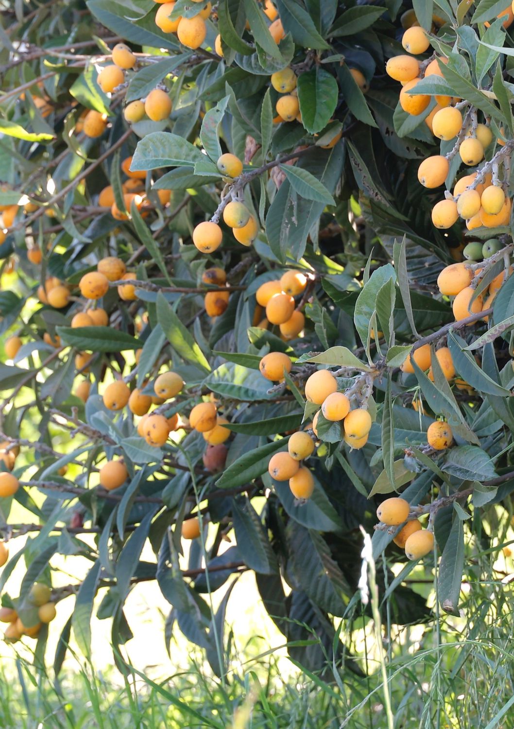 Loquat - Champagne (Eriobotrya japonica) 3G