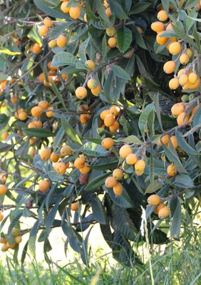 Loquat - Champagne (Eriobotrya japonica) 3G