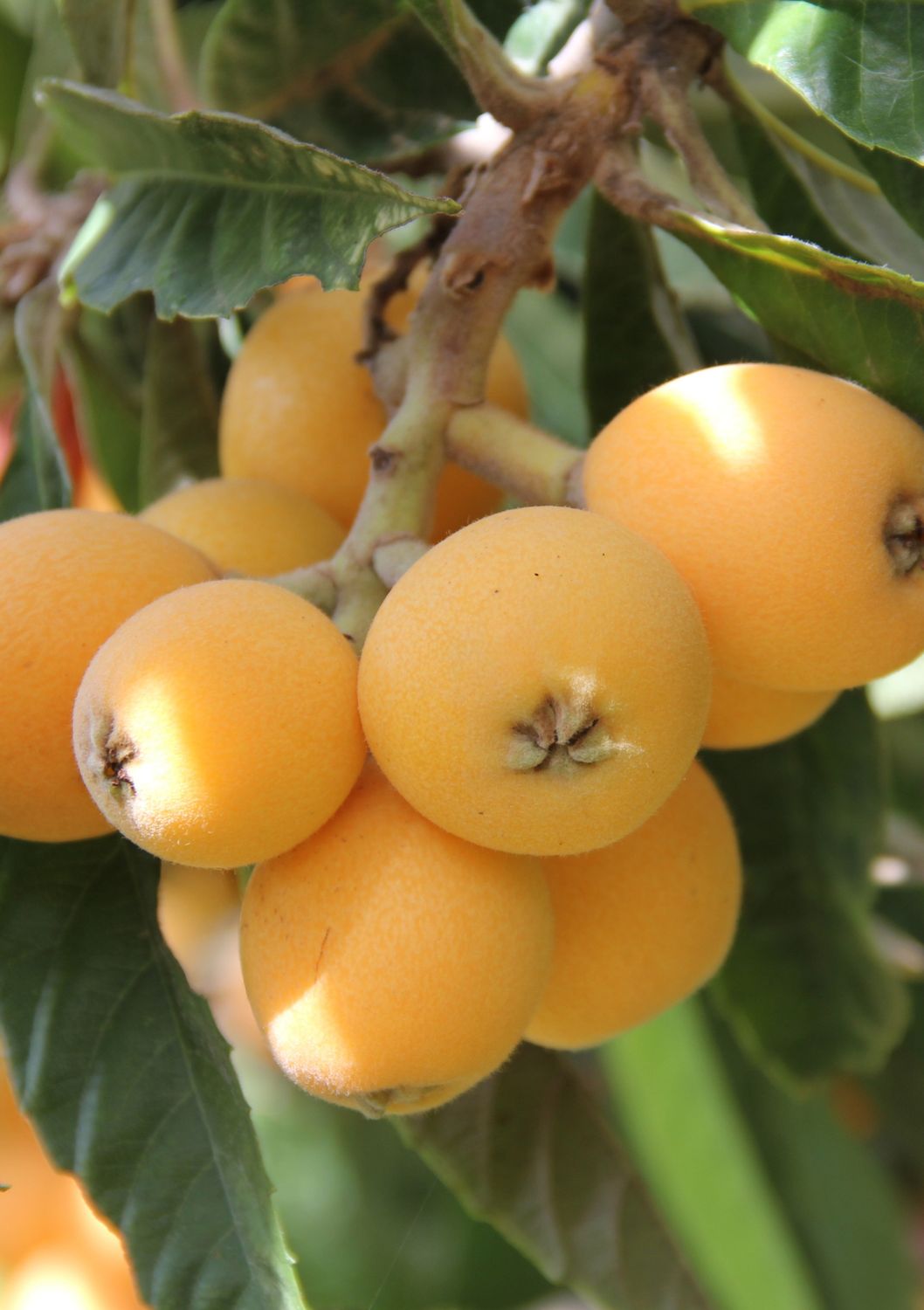 Loquat - Champagne (Eriobotrya japonica) 3G