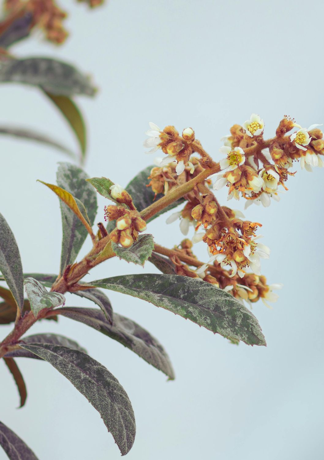 Loquat - Champagne (Eriobotrya japonica) 3G
