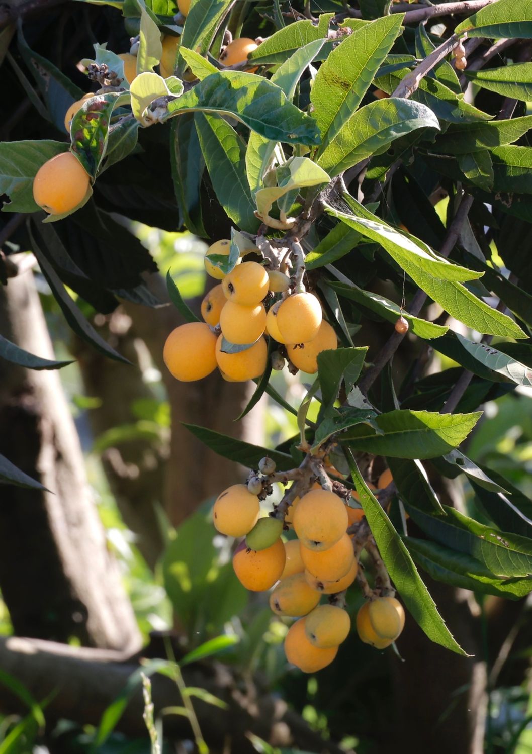 Loquat - Champagne (Eriobotrya japonica) 3G