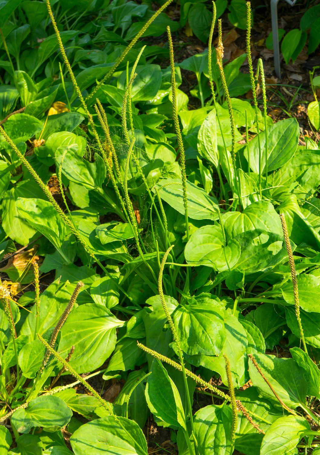 Broadleaf Plantain (Plantago major) 1G