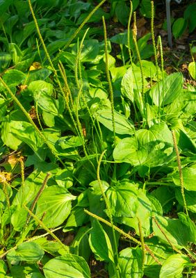 Broadleaf Plantain (Plantago major) 1G