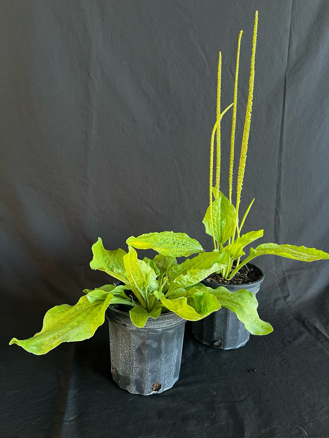 Broadleaf Plantain (Plantago major) 1G