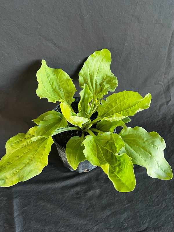 Broadleaf Plantain (Plantago major) 1G