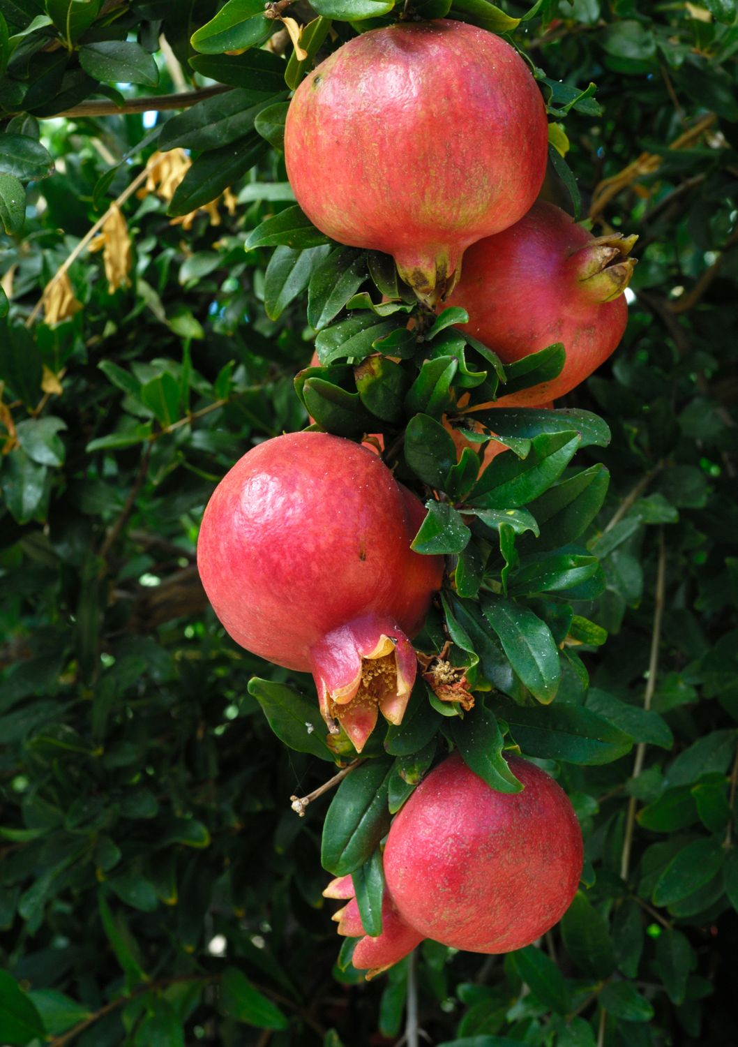 Pomegranate - Wonderful (Punica granatum ‘Wonderful’) 4"