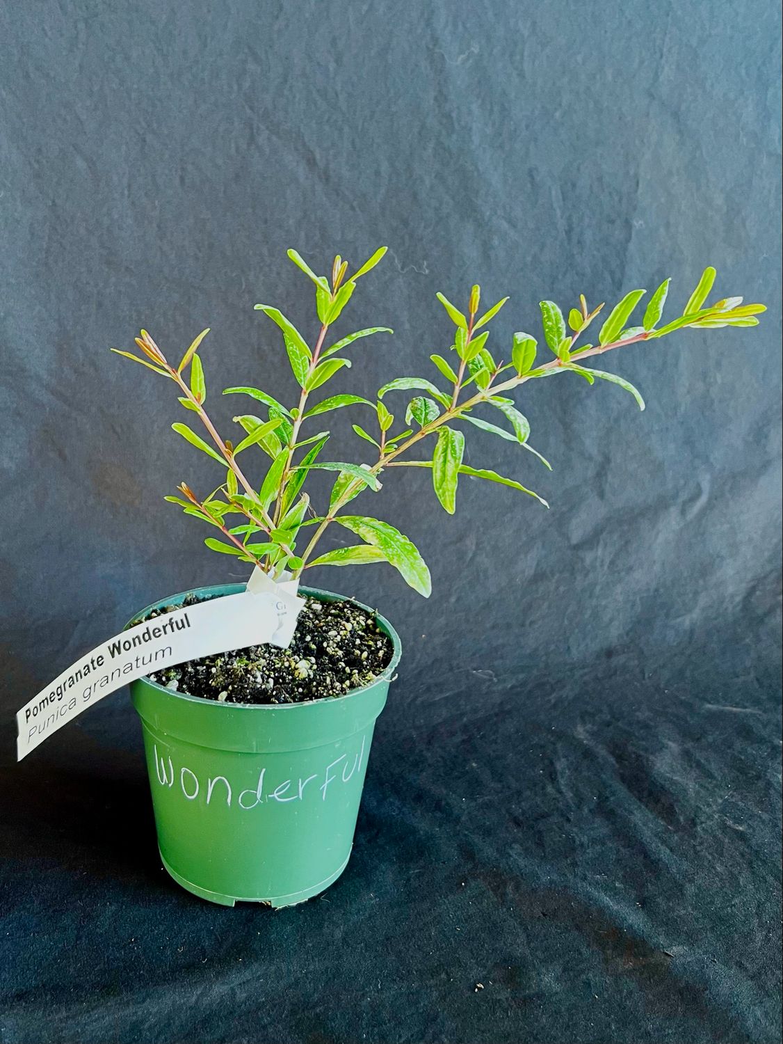 Pomegranate - Wonderful (Punica granatum ‘Wonderful’) 4"