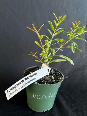 Pomegranate - Wonderful (Punica granatum ‘Wonderful’) 4"