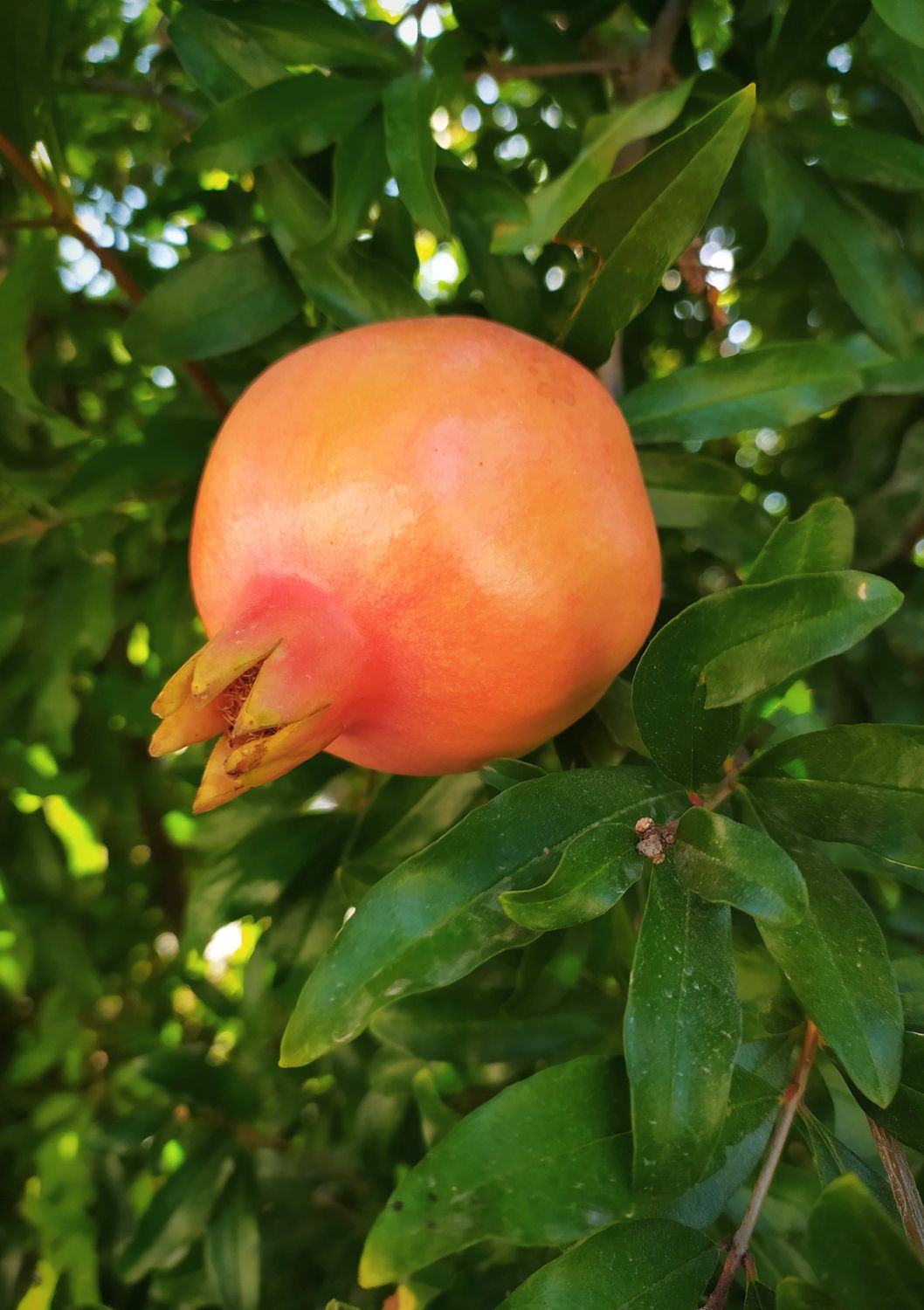 Pomegranate - Wonderful (Punica granatum ‘Wonderful’) 4"