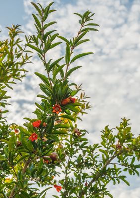 Pomegranate - Wonderful (Punica granatum ‘Wonderful’) 4"