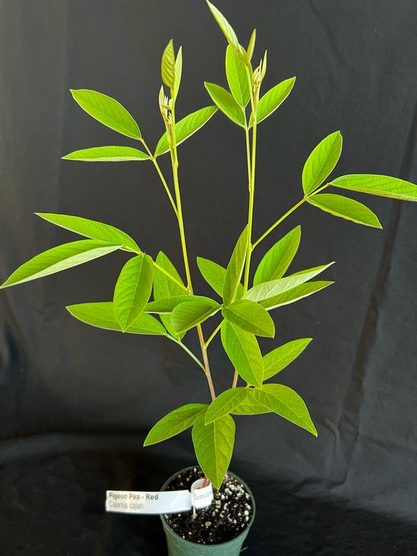 Pigeon Pea - Red (Cajanus cajan) 4"