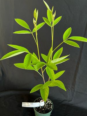 Pigeon Pea - Red (Cajanus cajan) 4"