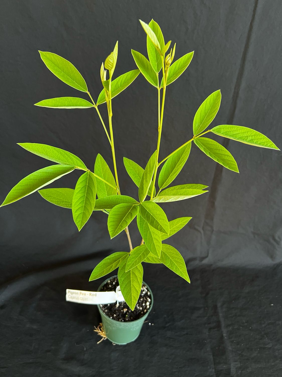 Pigeon Pea - Red (Cajanus cajan) 4"
