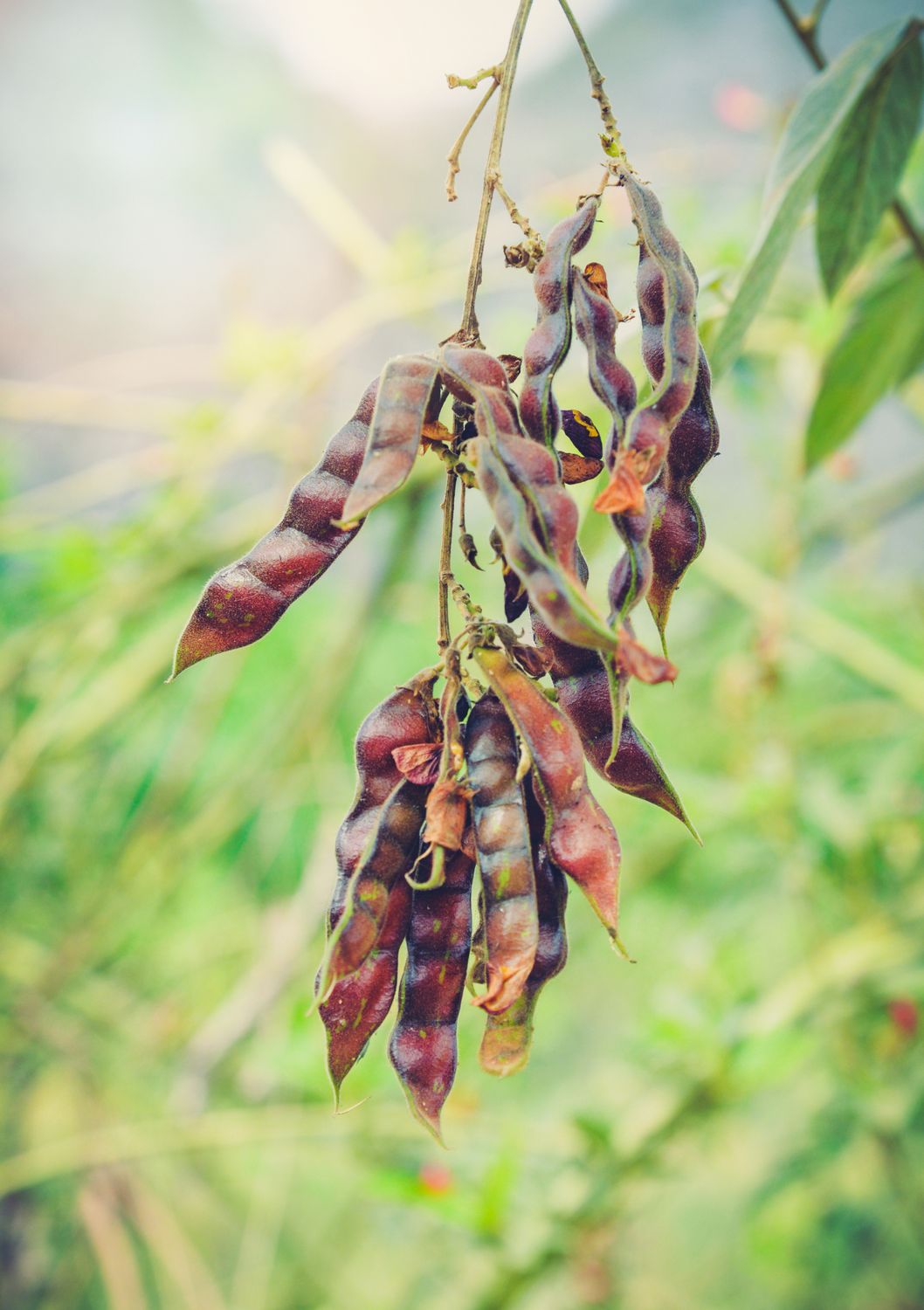 Pigeon Pea - Red (Cajanus cajan) 4"
