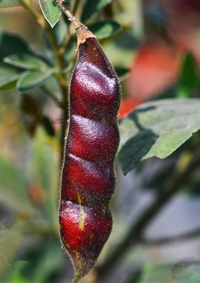 Pigeon Pea - Red (Cajanus cajan) 4"