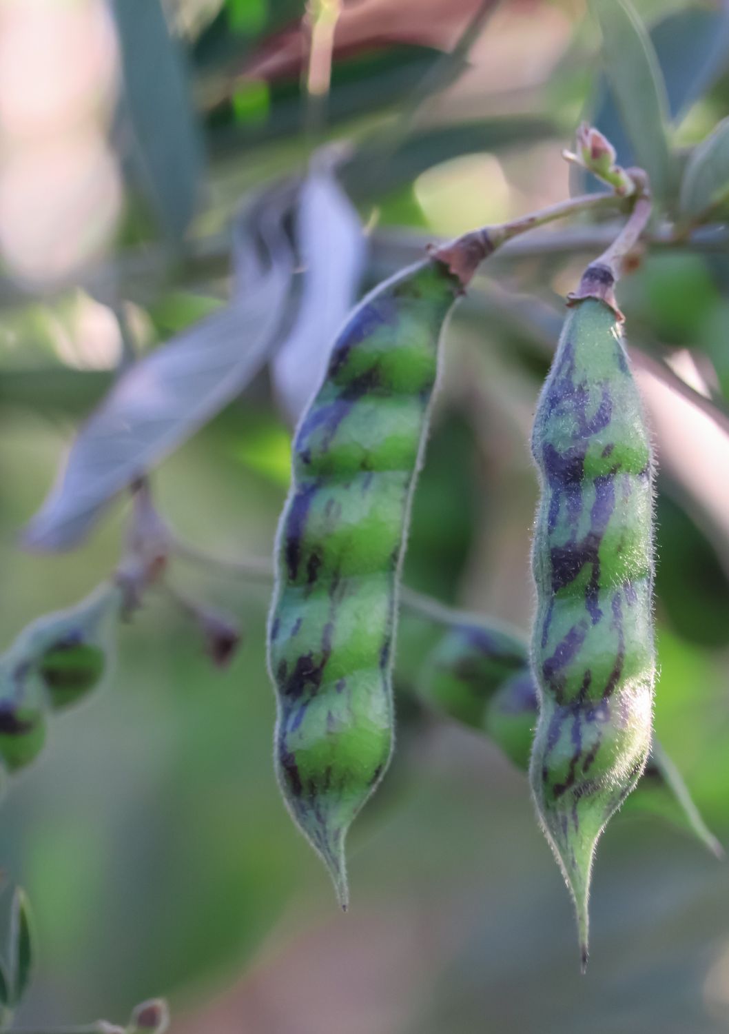 Pigeon Pea - Red (Cajanus cajan) 4"