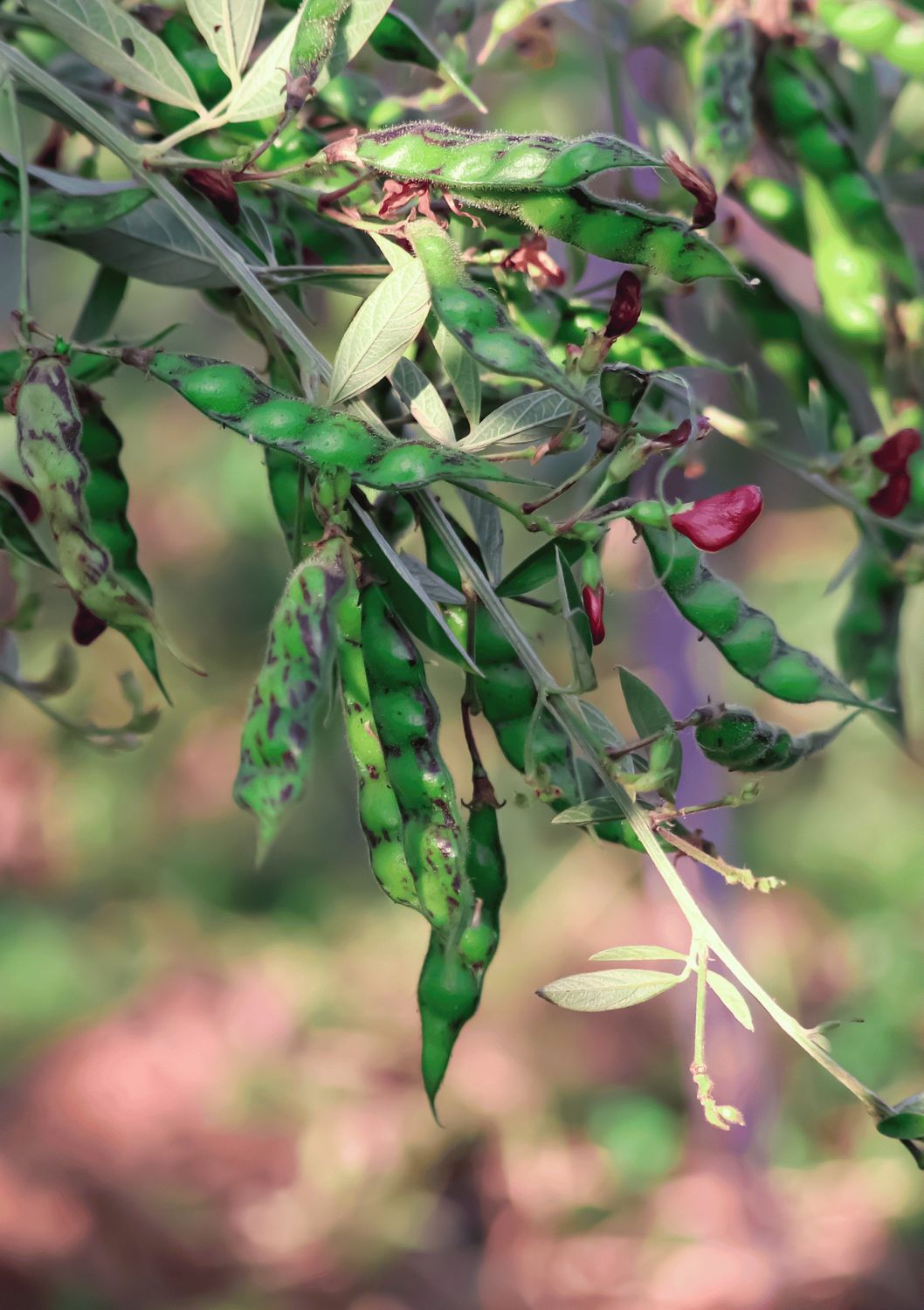 Pigeon Pea - Red (Cajanus cajan) 4"