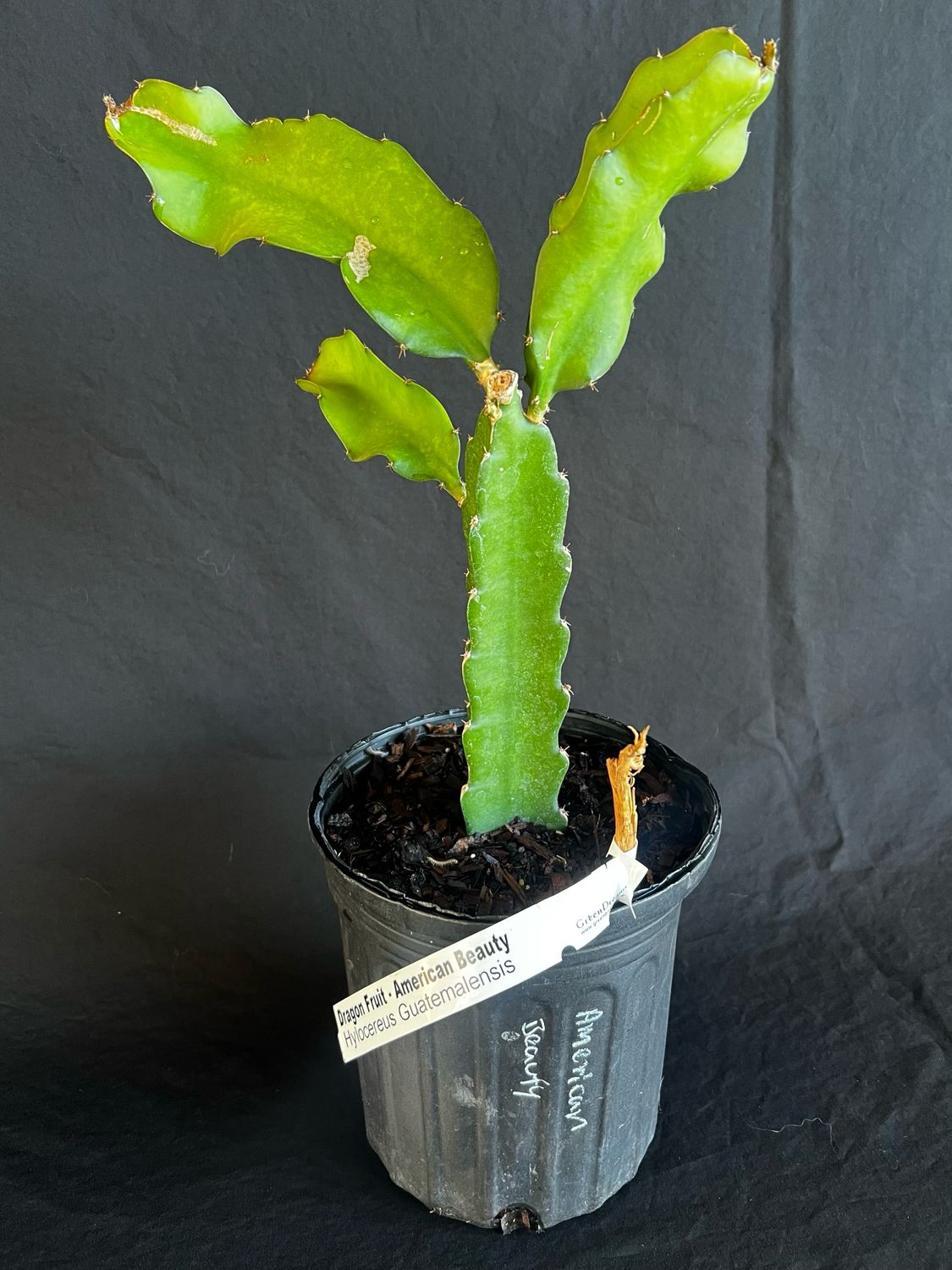 Dragon Fruit - American Beauty (Hylocereus megalanthus) 1G