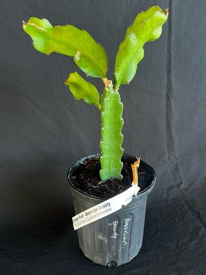 Dragon Fruit - American Beauty (Hylocereus megalanthus) 1G