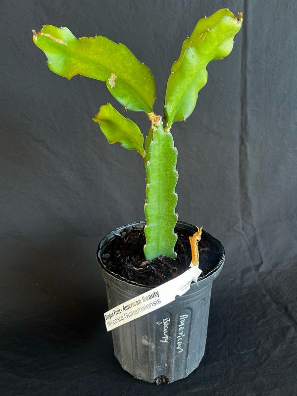 Dragon Fruit - American Beauty (Hylocereus megalanthus) 1G
