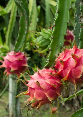 Dragon Fruit - American Beauty (Hylocereus megalanthus) 1G
