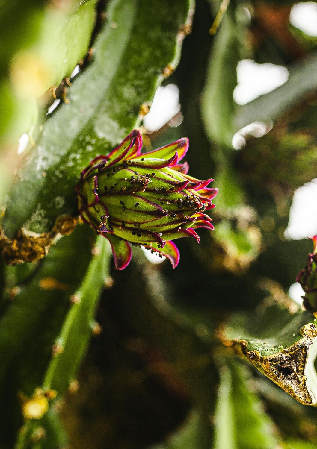 Dragon Fruit - American Beauty (Hylocereus megalanthus) 1G