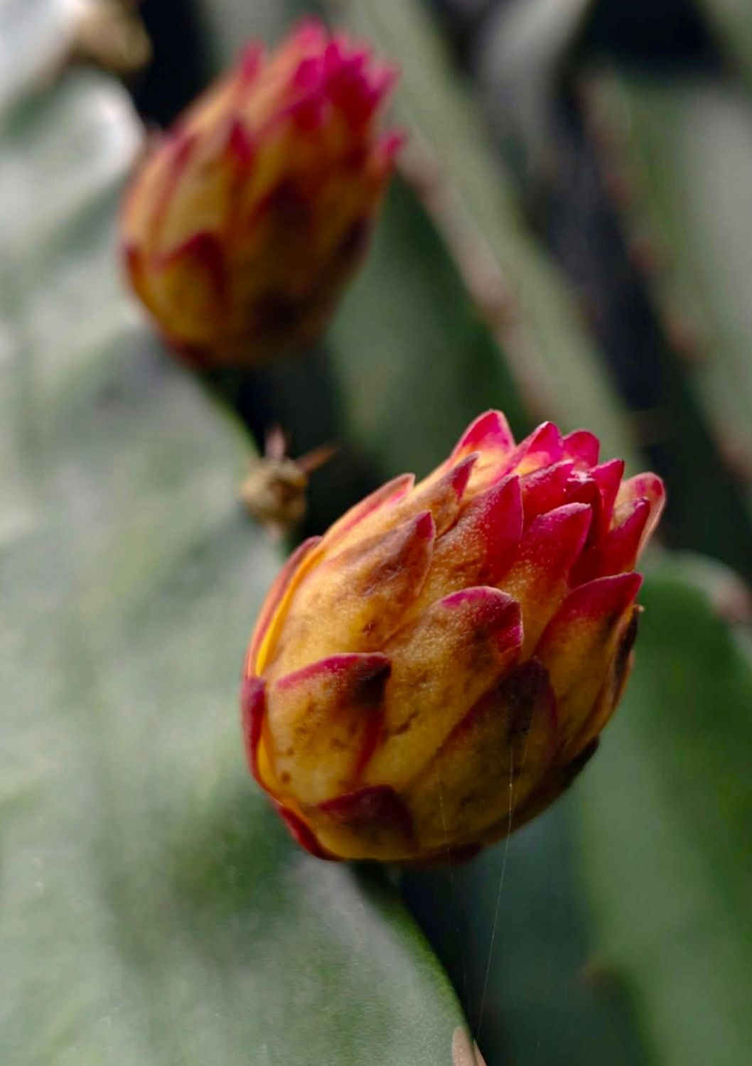 Dragon Fruit - American Beauty (Hylocereus megalanthus) 1G