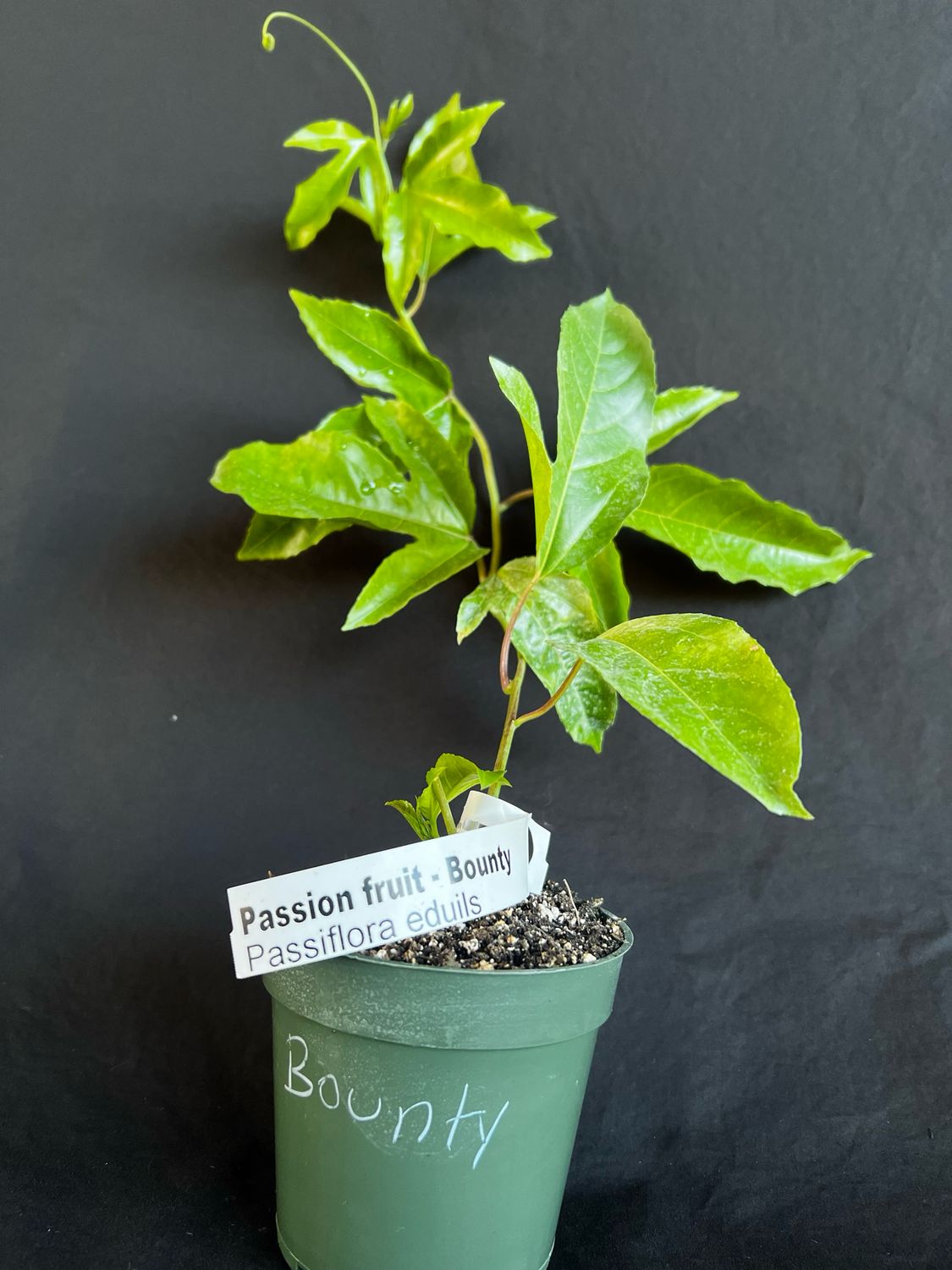 Passionfruit, 'Bounty' (Passiflora edulis) 4"