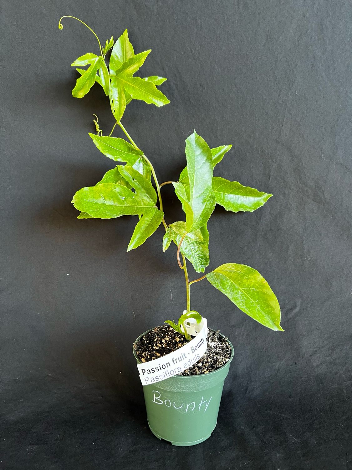 Passionfruit, 'Bounty' (Passiflora edulis) 4"
