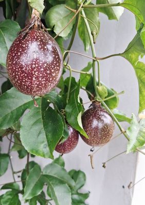 Passionfruit, 'Bounty' (Passiflora edulis) 4"