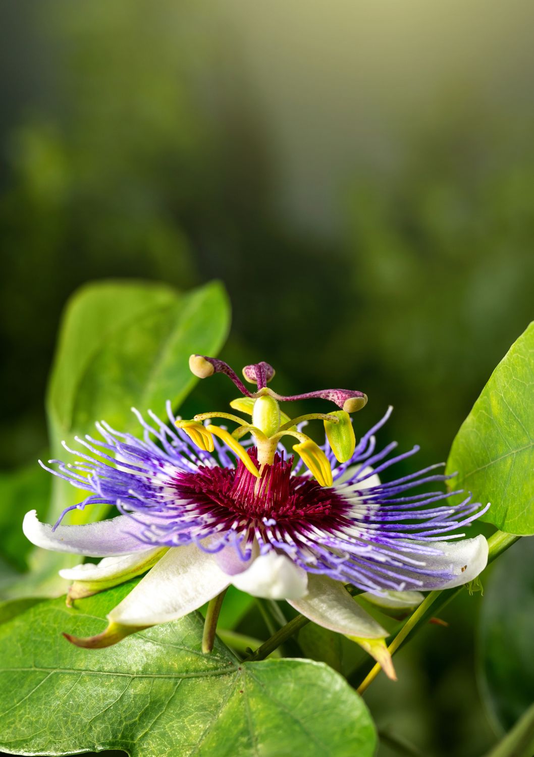 Passionfruit, 'Bounty' (Passiflora edulis) 4"