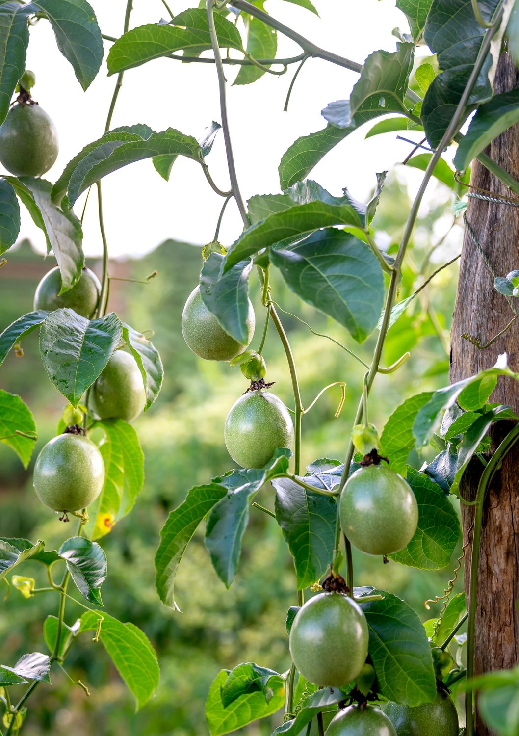 Passionfruit, 'Bounty' (Passiflora edulis) 4"