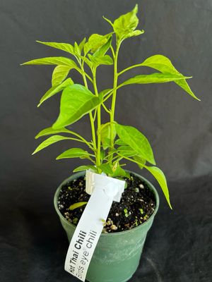 Chile - Birds Eye / Hot Thai Pepper 4” (Capsicum annuum)