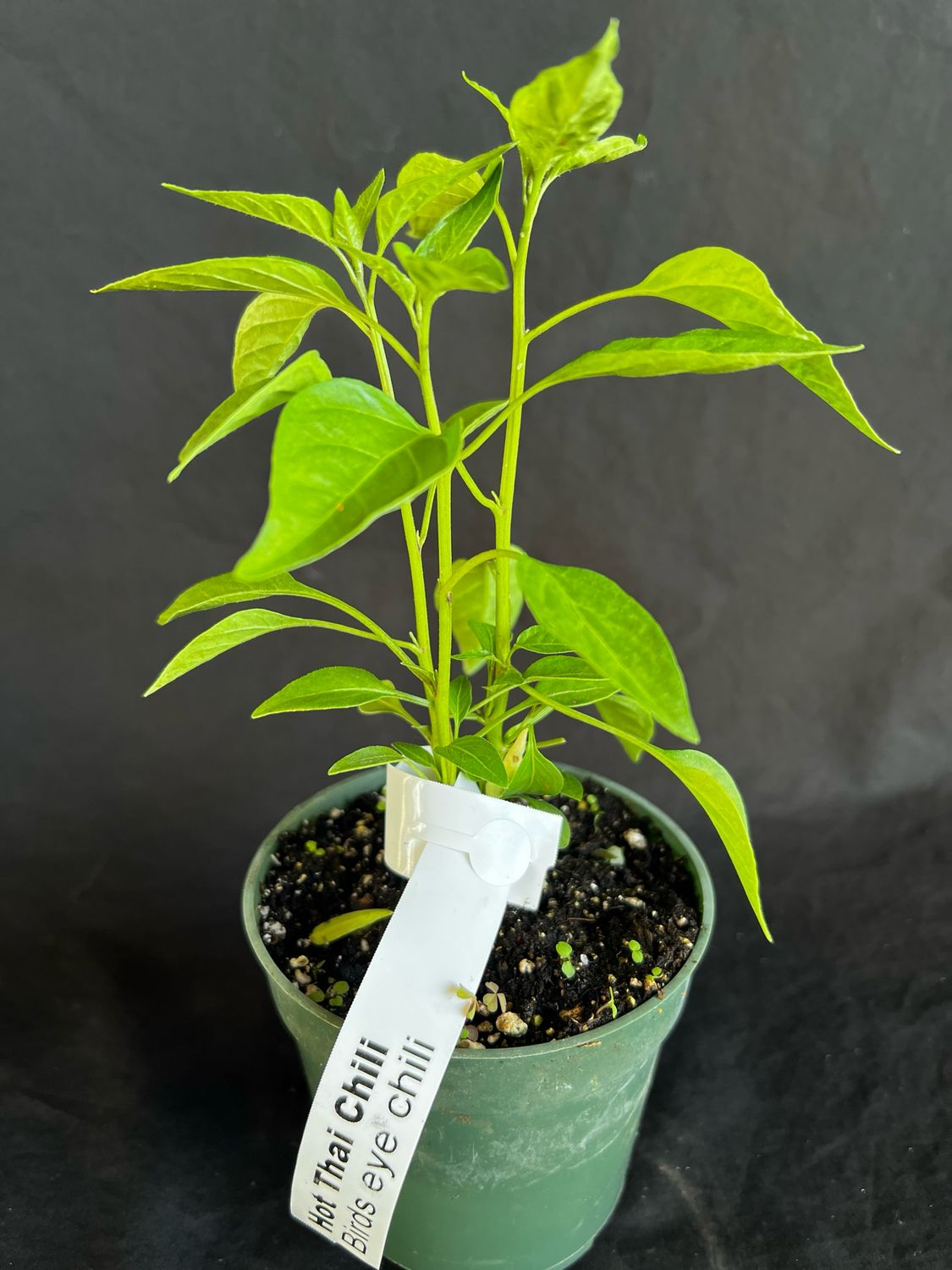 Chili - Birds Eye / Hot Thai Pepper (Capsicum annuum), 4”
