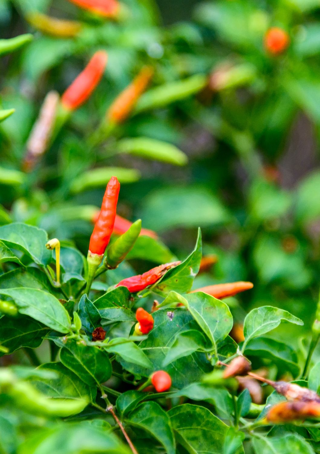 Chili - Birds Eye / Hot Thai Pepper (Capsicum annuum), 4”