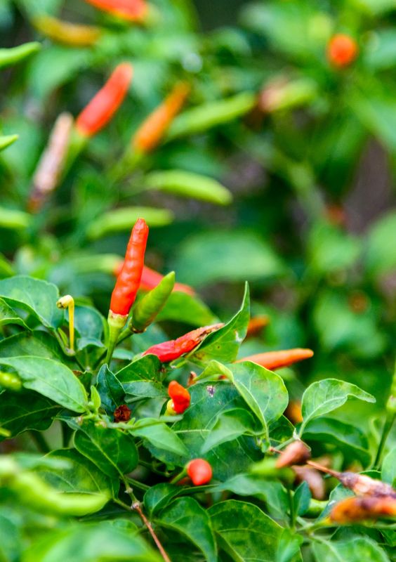 Chili - Birds Eye / Hot Thai Pepper (Capsicum annuum), 4”