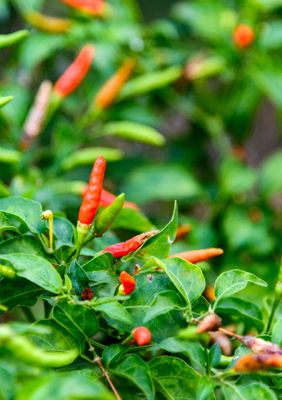 Chili - Birds Eye / Hot Thai Pepper (Capsicum annuum), 4”