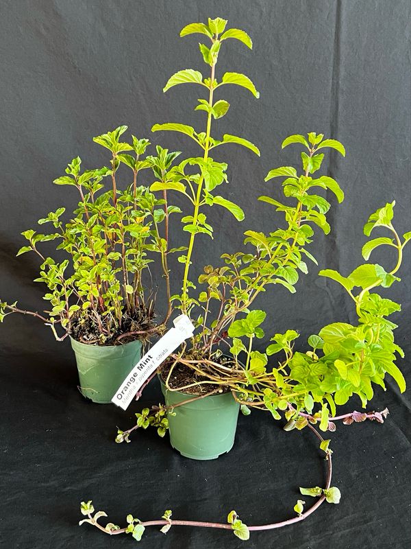 Mint - Orange 4"