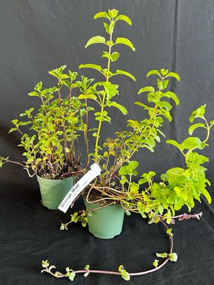 Mint - Orange 4"