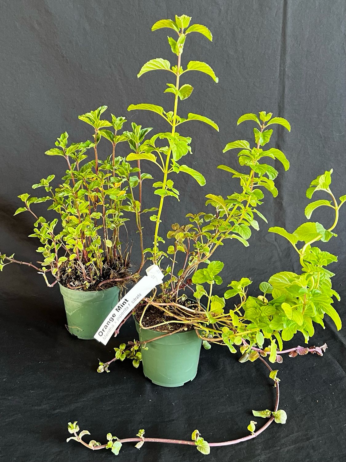 Mint - Orange 4"