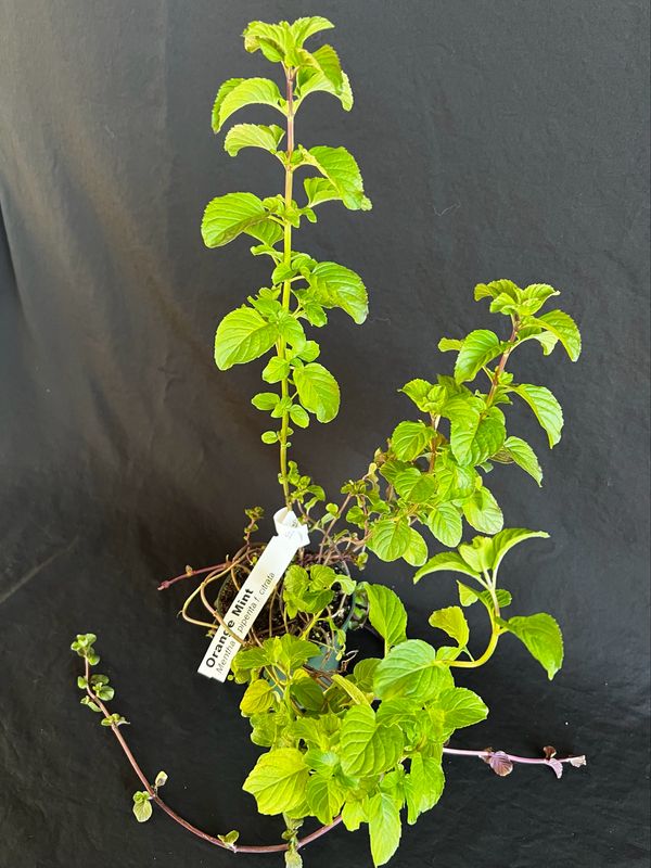 Mint - Orange 4"