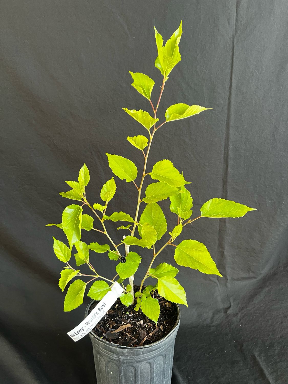 Mulberry - World's Best (Morus alba hybrid) 1G