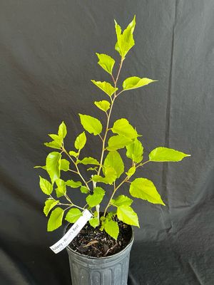 Mulberry - World's Best (Morus alba hybrid) 1G