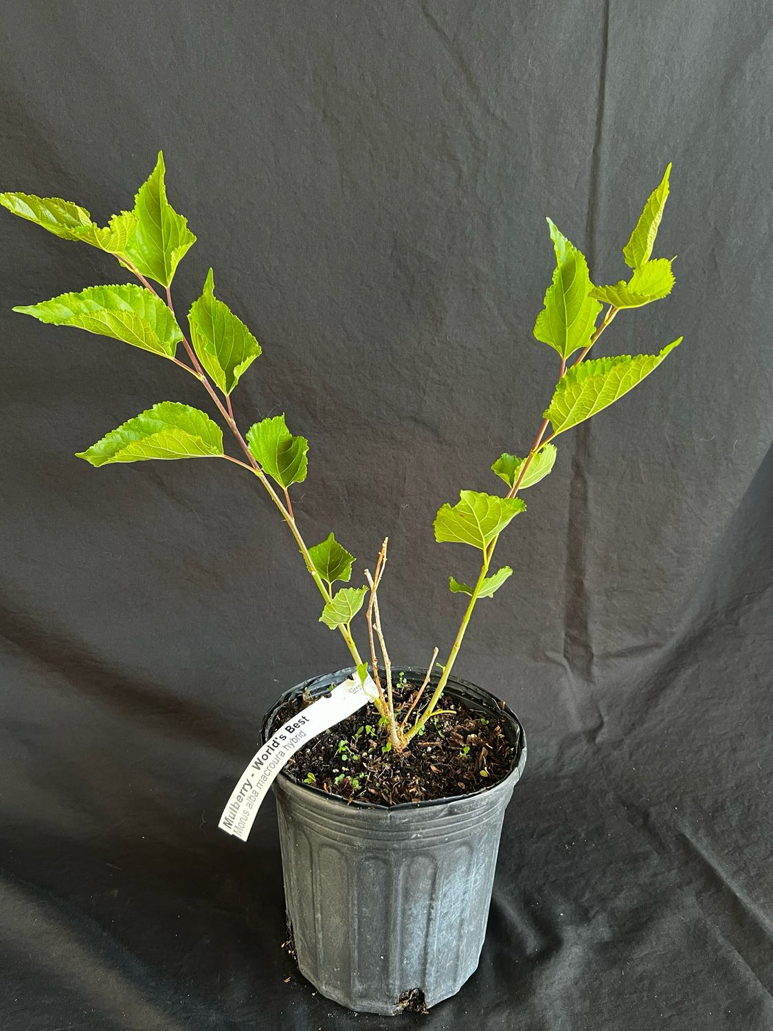 Mulberry - World's Best (Morus alba hybrid) 1G