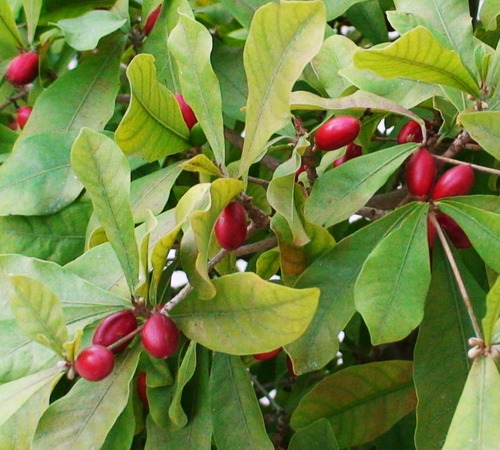 Miracle Fruit 3-Gallon (Synsepalum dulcificum)